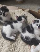 Kitten Babykatzen in 73529