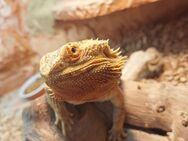 Bartagame inkl. Terrarium abzugeben - Hückelhoven