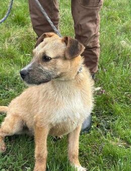 Jerry sucht seine Familie - Nordwalde