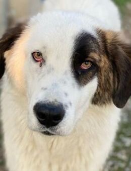 Helmo, geb. ca. 01/2024, Griechenland - Euskirchen