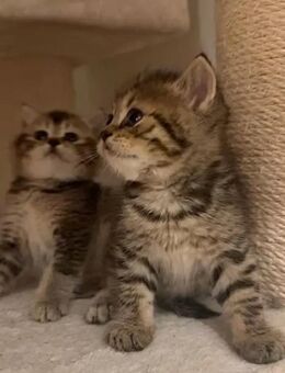 Bkh kitten - Berlin Mitte