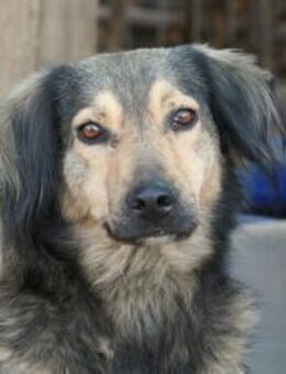 Zoran hübscher Rüde sucht Zuhause - Kallmünz