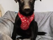 Bianca 💗 verschmuste, neugierige Maus - Hamburg