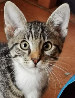 MAIKÄTZCHEN 1 Kater sucht mich ein Zuhause - Steyerberg