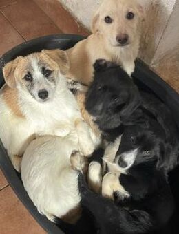 TAMMY kleiner lieber Sonnenschein - Velbert