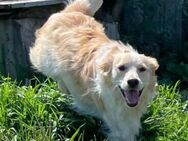 Golden-Mix Lemmy sucht Zuhause/Pflegest. - Duisburg