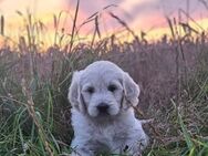 Hier kommen unsere Wölkchen - Golden Doodle ( ähnlich Labradoodle ) F1 Standard