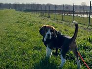 Beagle Tricolor Rüde 6 Monate - Hildesheim