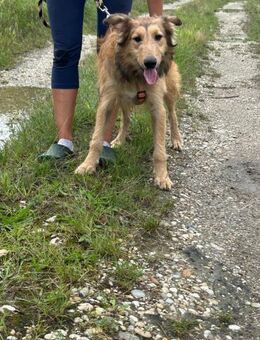 Kuko ❤️ Schutzgebühr 500 Euro - Burgsinn