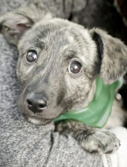 TOFU, lustig, verspielt, verschmust - Alfeld