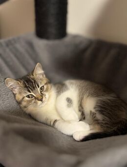 BKH kitten Weibchen - Grevenbroich