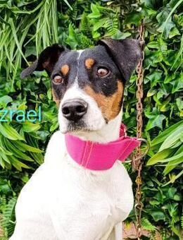 Azrael - sucht liebevolles Zuhause 04/21 - Ruppertsecken