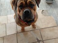Oldenglich Bulldog 1 Jahr alt - Casekow