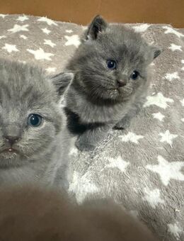 Bkh kitten 6 Babys - Hamburg Harburg