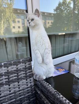 BKH Katze Kastriert und allen Papieren - Gießen