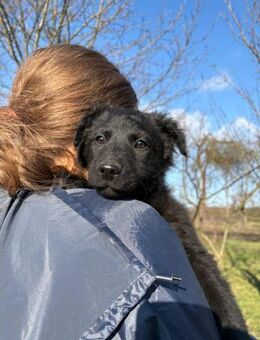 Zartes Welpenmädchen- Lia - Ellerbek