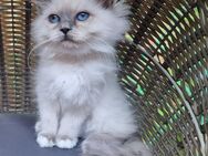 Heilige birma Kitten/Junge - Overath