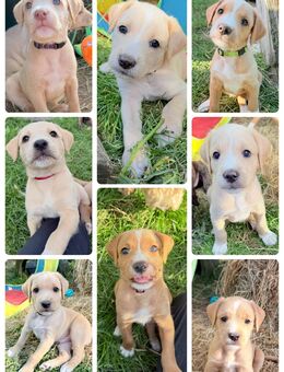 Goldendoodle x Amerikanische Bulldogge mix Welpen - Kloster Lehnin