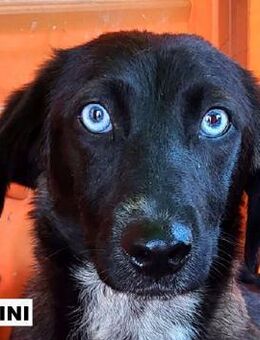 Hündin Nikini sucht liebe Menschen - Neuhausen (Fildern)