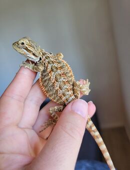 Bartagamen Babys suchen liebevolles Zuhause - Wittingen