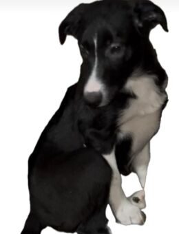 Border Collie Welpen suchen liebevolles zu Hause - Röderland