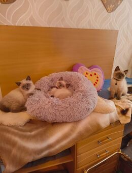 Süße BKH Katzen Babys - Jerxheim