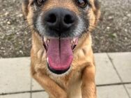 🆘 Tommy wartet schon lange 🌟🆘 - Eislingen (Fils)