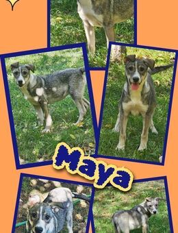 Süße Maya möchte bald ausreisen! - Nürnberg