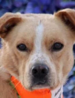 Max & Kika 💗liebevolles Zuhause gesucht - Hamburg