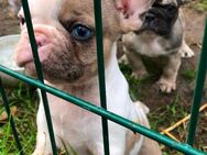 Französische Bulldoggen Welpen suchen ein neues Zuhause - Kramerhof