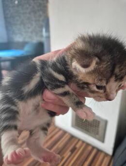 Katzenbabys zuckersüss - Syke Zentrum