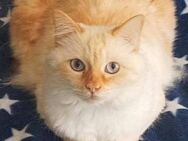 Wunderschöner Neko sucht sein Home - Bad Camberg