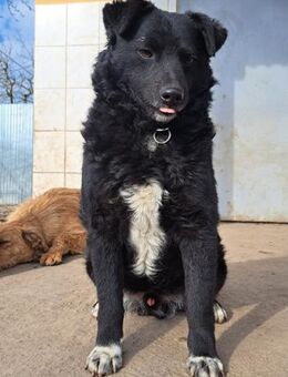Herziger Rudi sucht seine Menschen - Weilheim (Oberbayern)