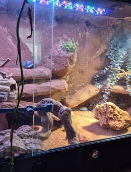 Terrarium mit 3 Leopardgeckos - Linz (Rhein)