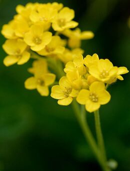 Samen FELSEN-STEINKRAUT (Aurinia saxatilis) heimische Wildstaude Naturgarten - München