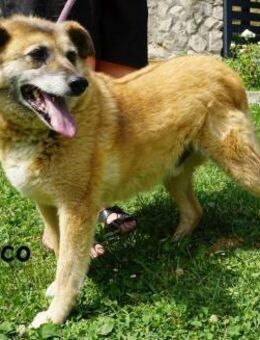 Zuco auch Hunde-Opas haben ... - Kissing