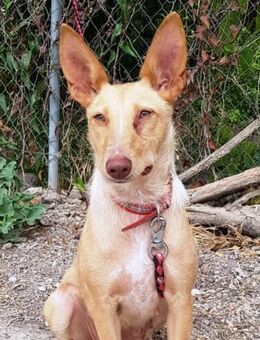 Pepi verdient ganz viel Liebe...... - Laatzen