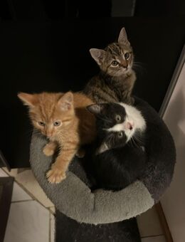 Nur noch 2 kleine Kitten suchen ein neues Zuhause - Ahrensburg