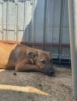 Süße Hündin B599 sucht ihre Familie - Neuberg