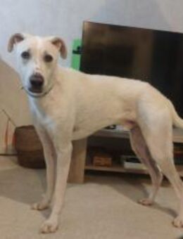 Wer zeigt dem süßen Yuri das Leben? - München