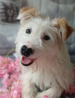 🐾Fröhlicher Junghund Buddy🐾 - Eislingen (Fils)
