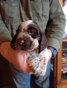 VDH Zucht von Englisch Cocker Spaniel - Bochum Linden