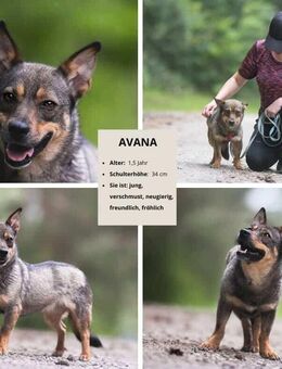 AVANA – kleine Schritte, großes Herz - Bochum