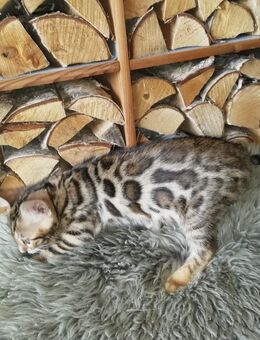 Reinrassige Bengal Kätzchen - Dingolfing