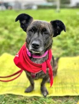 MASHA - auf Pflegestelle in NRW - Regensburg