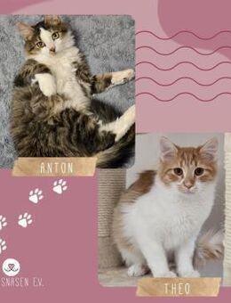 Kätzchen Anton und Theo suchen Dich - Lalendorf