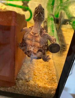 Moschusschildkröte mit Aquarium & Zubehör – komplett Set inkl. Technik & Papiere - Haiger Zentrum