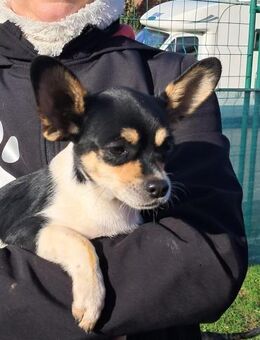 Paul, süßer Chihuahua Junghund - Remagen