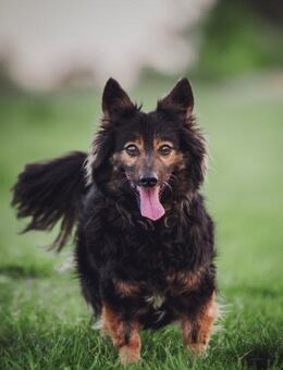 Stella - liebt uns Menschen sehr - Lohmar