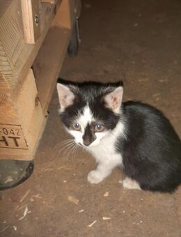 Junge Katzenmädls - Stubenberg